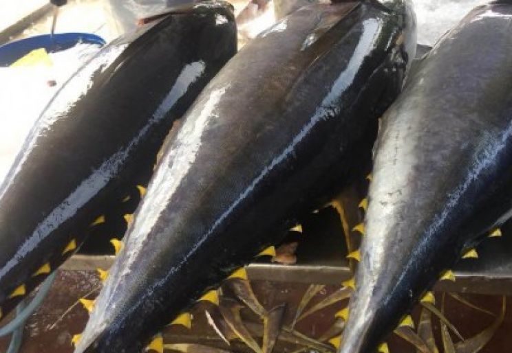 Xuất khẩu cá ngừ sang EU tăng đột biến
